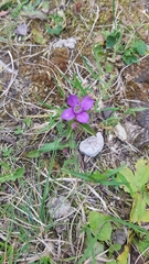 Gentianella campestris