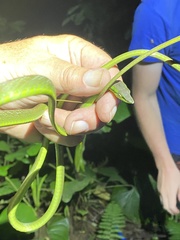 Oxybelis brevirostris