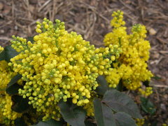 Berberis