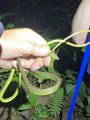 Oxybelis brevirostris