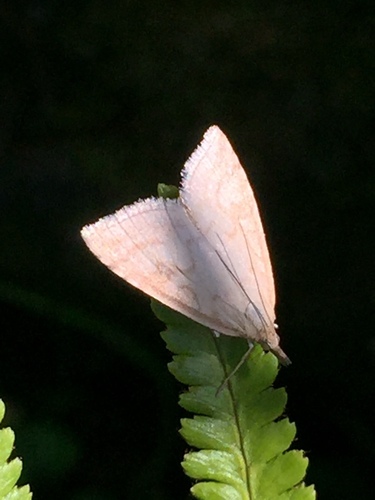 Pale Straw Pearl, Schilpario, Lombardia, IT, photo 6 of 10