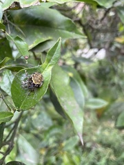 Araneus granadensis