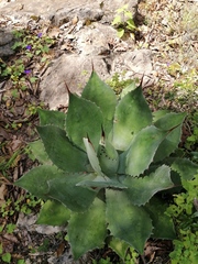 Agave seemanniana