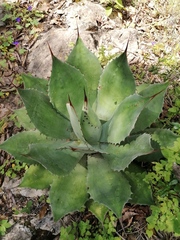 Agave seemanniana