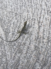 Anolis smaragdinus