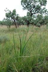 Albuca virens virens