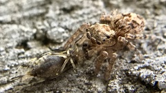 Mexigonus morosus