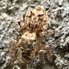 Mexigonus morosus