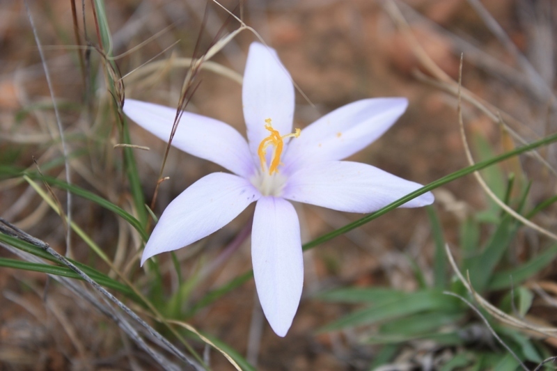 Karoo Capecrocus