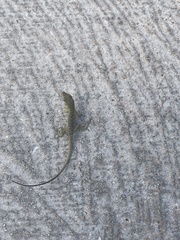 Anolis smaragdinus