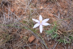 Syringodea concolor