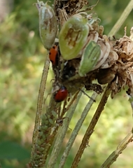 Coccinella transversoguttata