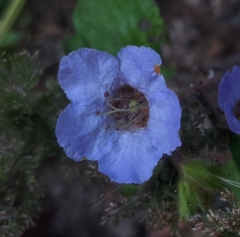 Phacelia bolanderi