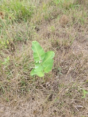 Asclepias amplexicaulis