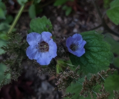 Phacelia bolanderi