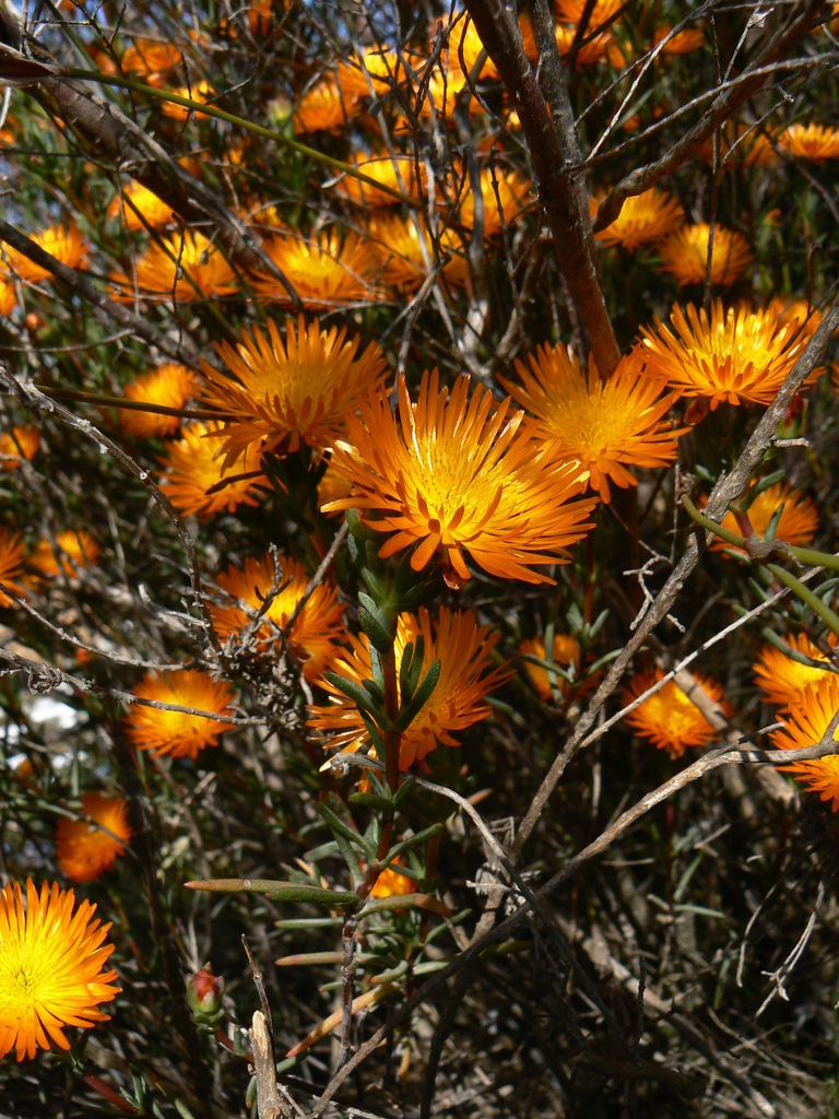 Ice plant
