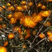 Lampranthus glaucoides - Photo (c) Jacques van der Merwe, μερικά δικαιώματα διατηρούνται (CC BY-SA), uploaded by Jacques van der Merwe