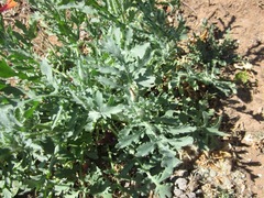 Glaucium corniculatum