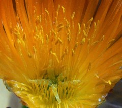 Lampranthus glaucoides