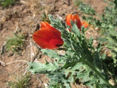 Glaucium corniculatum