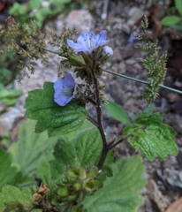 Phacelia bolanderi