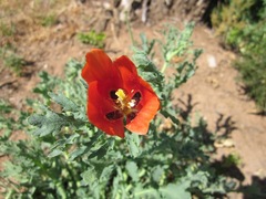 Glaucium corniculatum