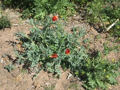 Glaucium corniculatum