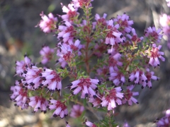 Erica radicans