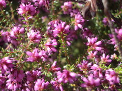 Erica radicans