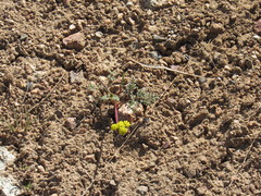 Lomatium austiniae