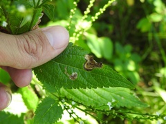 Calycomyza verbenae