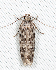 Chionodes bicostomaculella