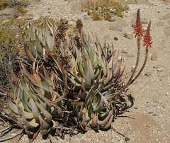 Aloe gariepensis