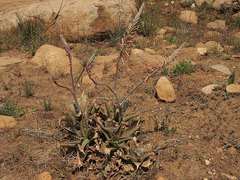 Aloe greatheadii davyana