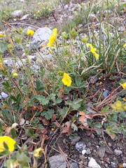 Potentilla grandiflora