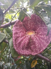 Aristolochia gigantea