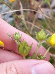 Potentilla grandiflora