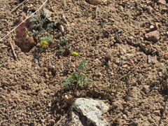 Lomatium austiniae
