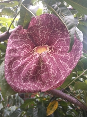 Aristolochia gigantea