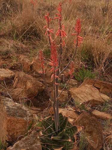 Aloe longibracteata, photograph 3