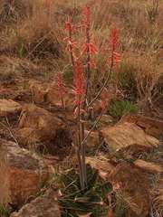 Aloe longibracteata, photograph (c) Andrew Hankey, some rights reserved (CC BY-SA)