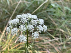 Kadenia dubia