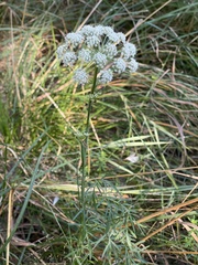 Kadenia dubia