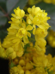 Berberis