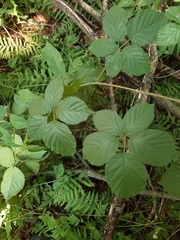 Rubus polonicus
