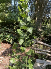 Populus trichocarpa