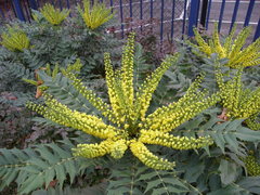 Berberis