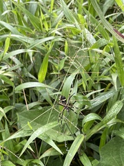 Argiope argentata