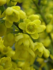 Berberis