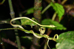 Oxybelis brevirostris